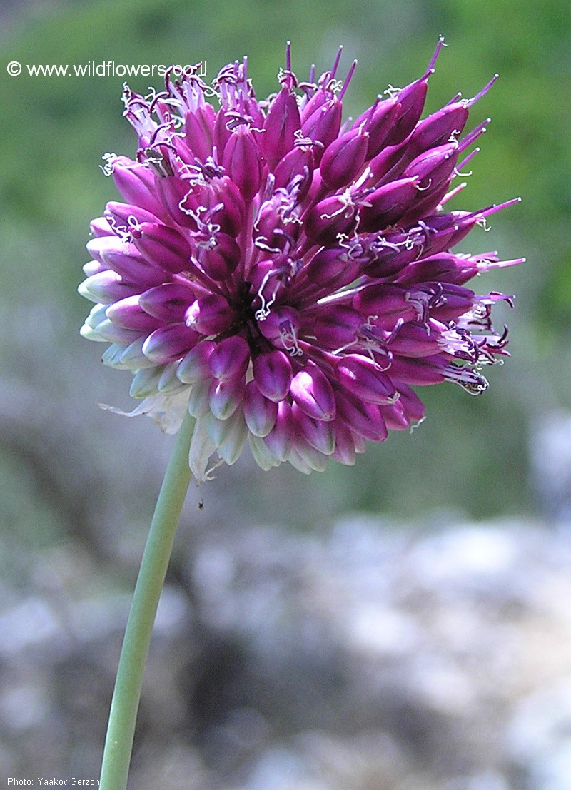 Allium phanerantherum